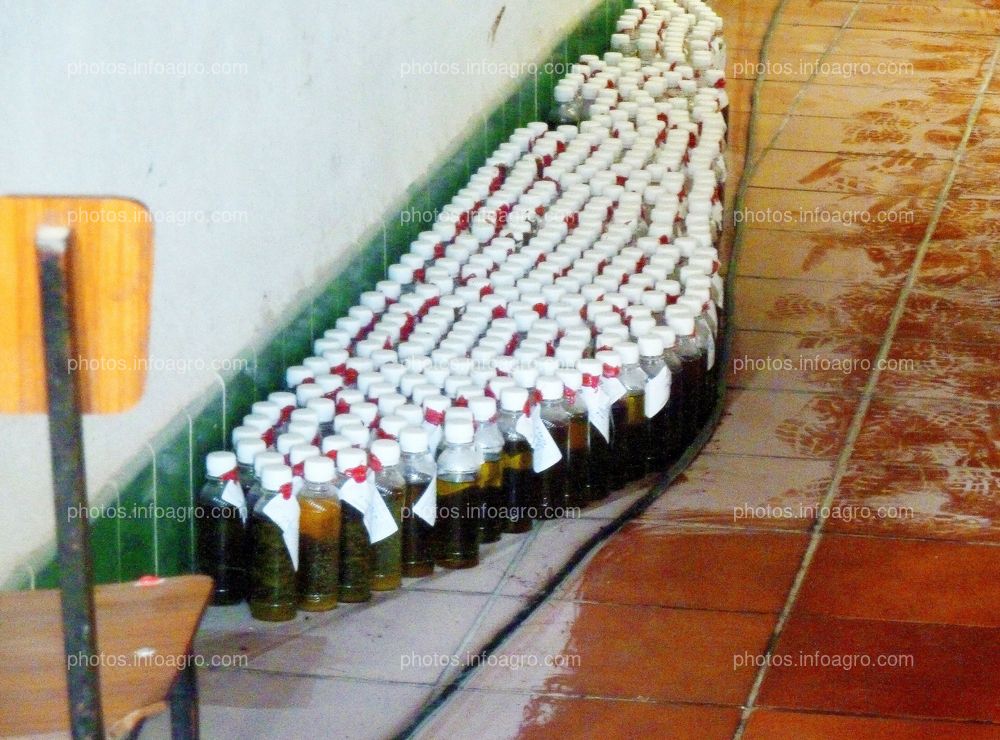 Botellas con aceite de oliva