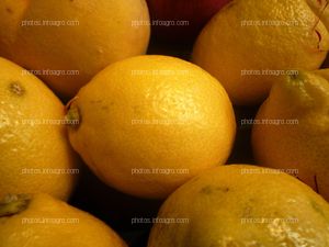 Limón (Citrus limón L.)