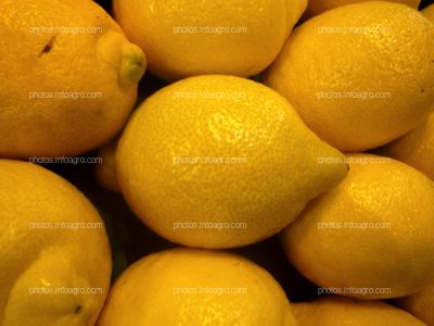 Limones frescos para comercialización