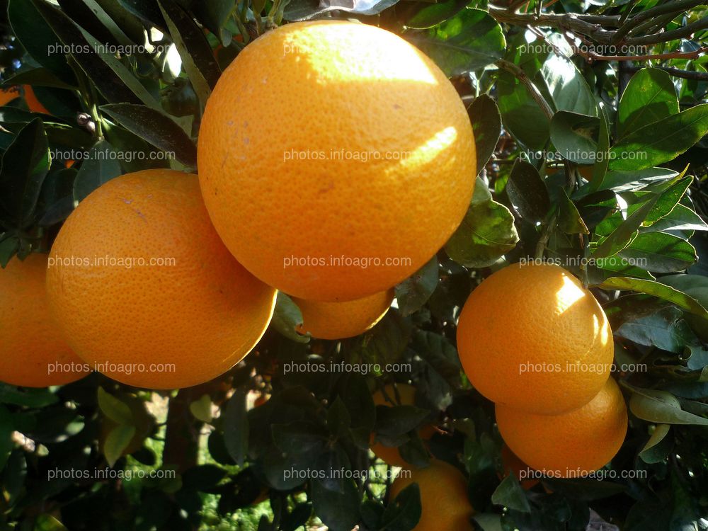 Naranjas en árbol