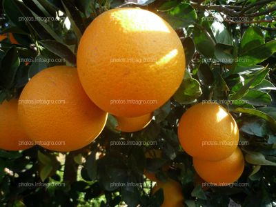 Naranjas en árbol