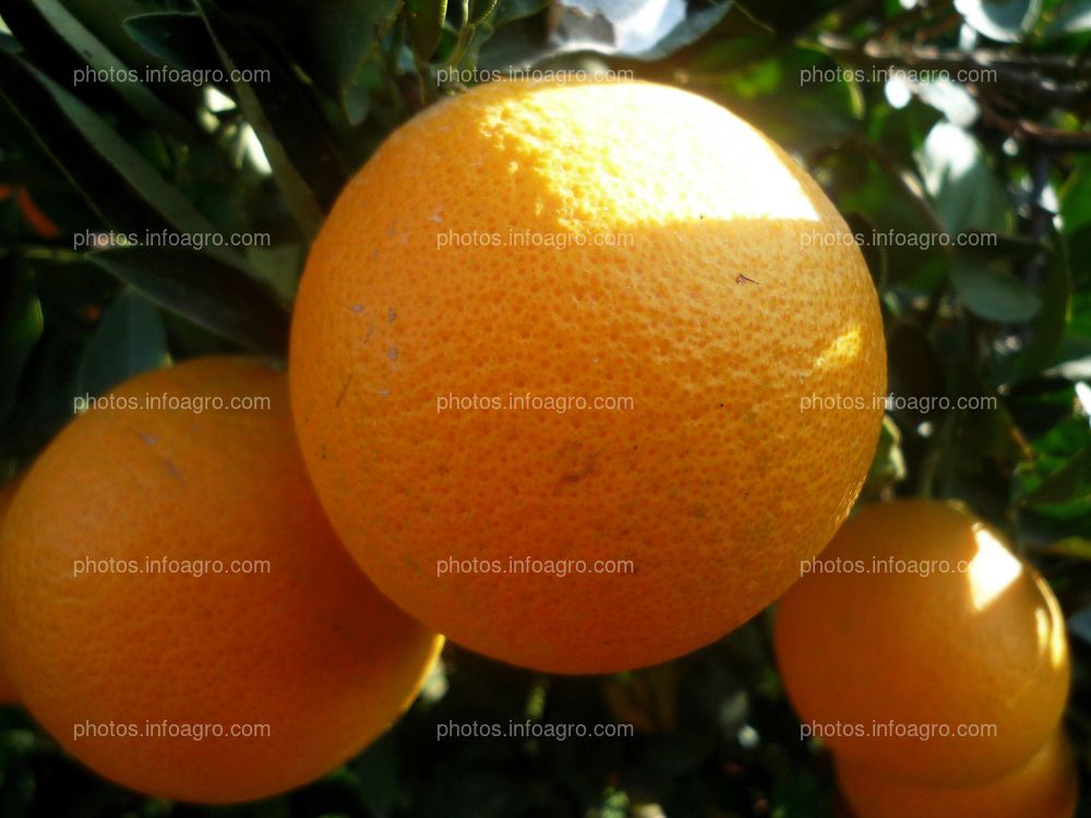 Frutos en árbol de naranjo