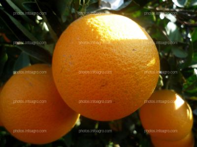 Frutos de naranja