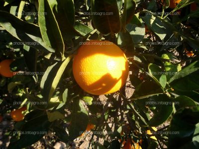 Naranjas en campo