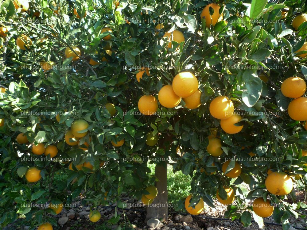 Naranjas