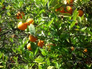 Naranjo (Citrus sinensis L.)