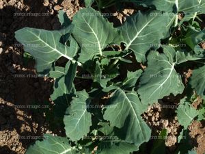 Planta de coliflor