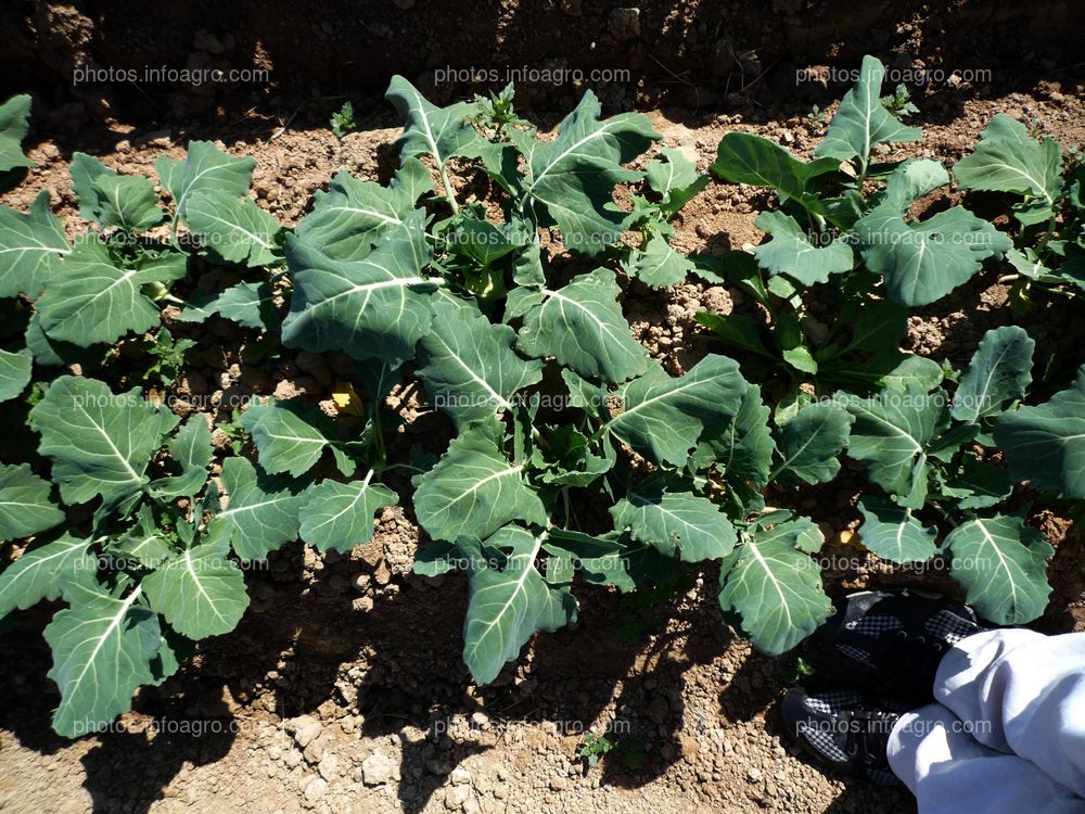 Plantas en campo abierto de coliflor