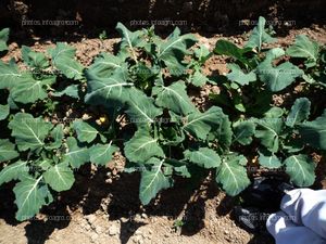 Plantas en campo abierto de coliflor