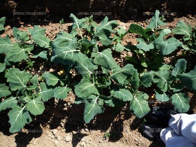 Plantas en campo abierto de coliflor