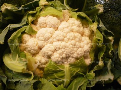 Coliflor