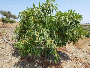 Árbol de aguacate