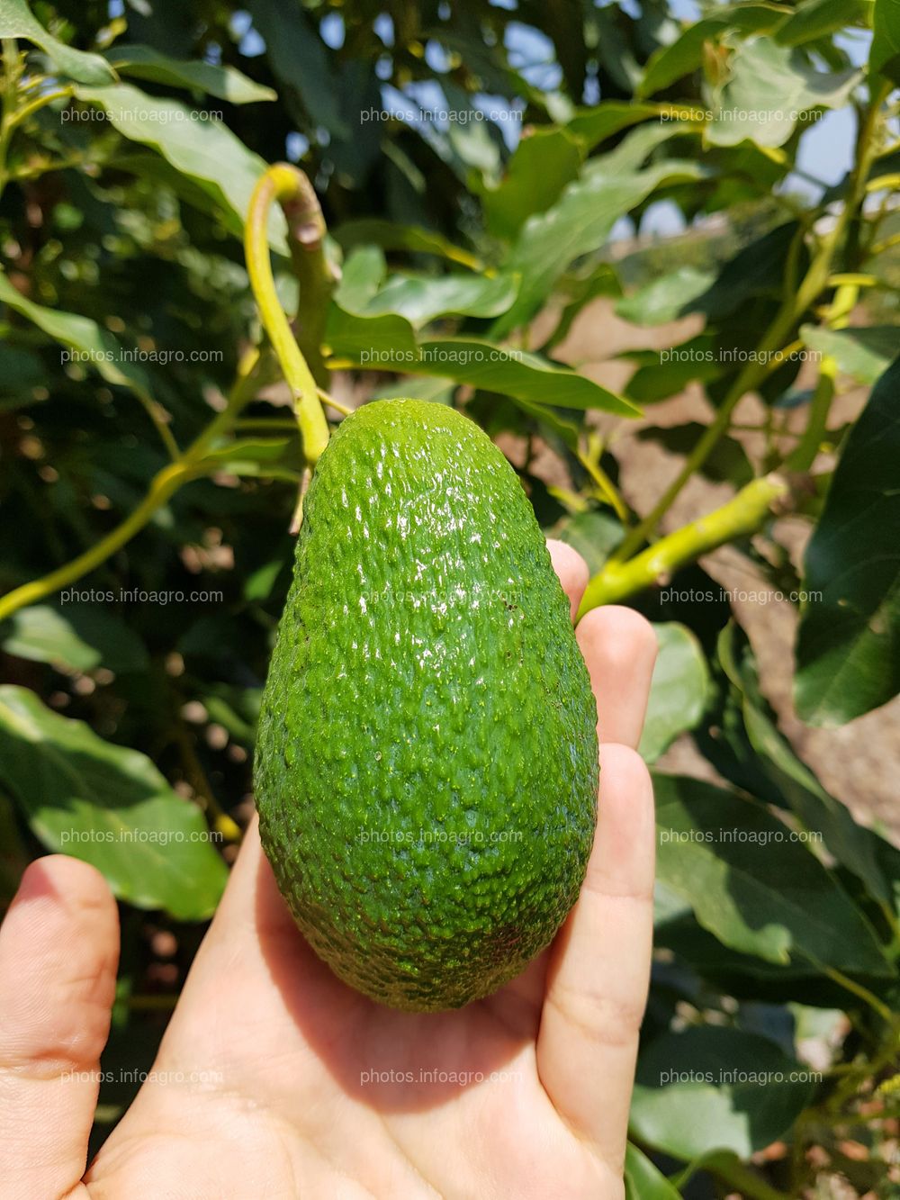 Avocado