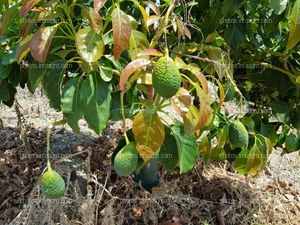 Palta