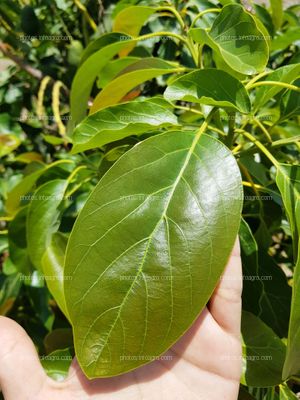 Hoja de palta