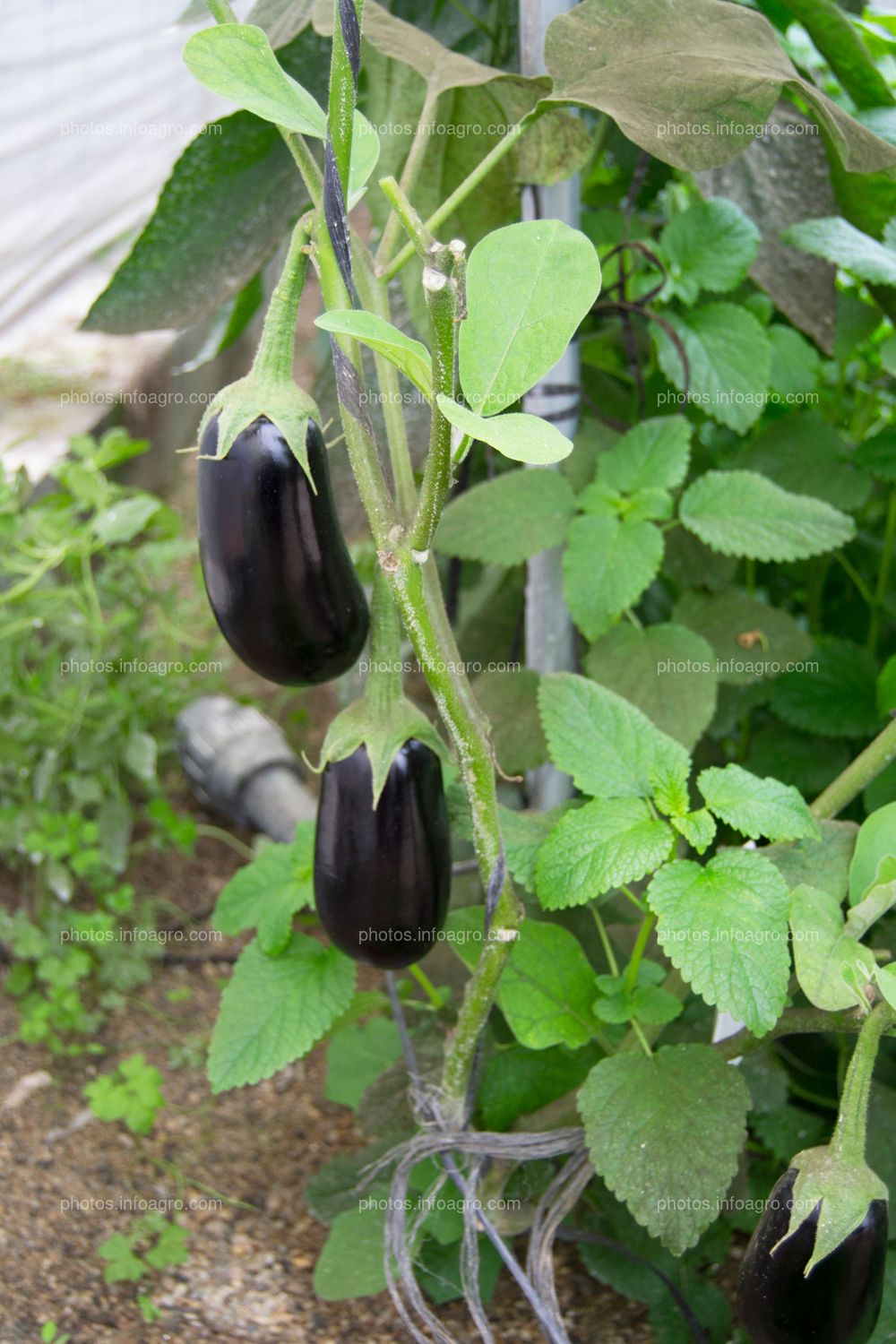 Frutos de berenjena