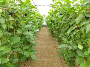 Plantas de eggplant