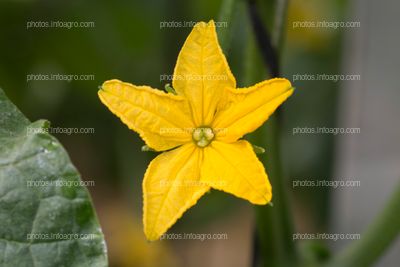 Flor de calabacín