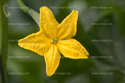 Flor amarilla de calabacín
