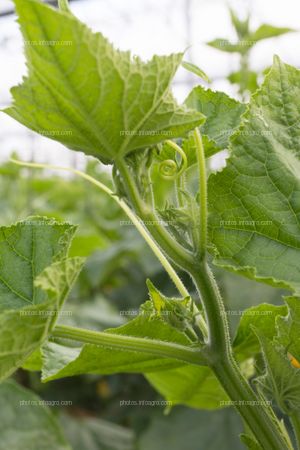 Hojas de calabacín