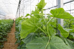 Plantas de calabacín