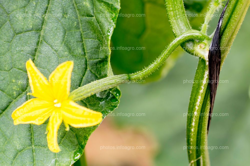 Flor de calabacín