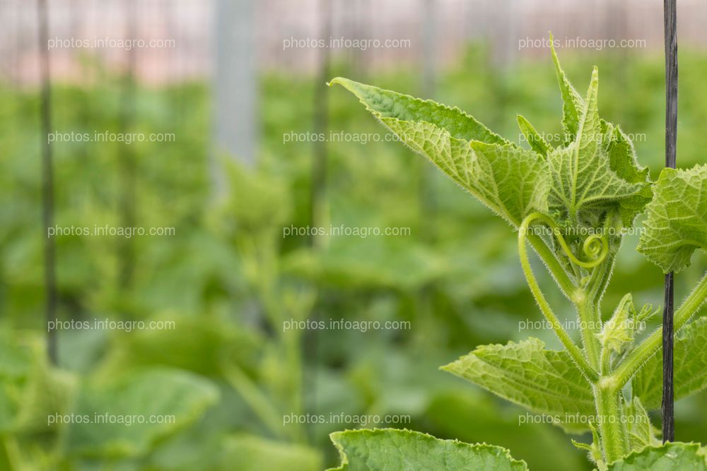 Detalle de planta de calabacin