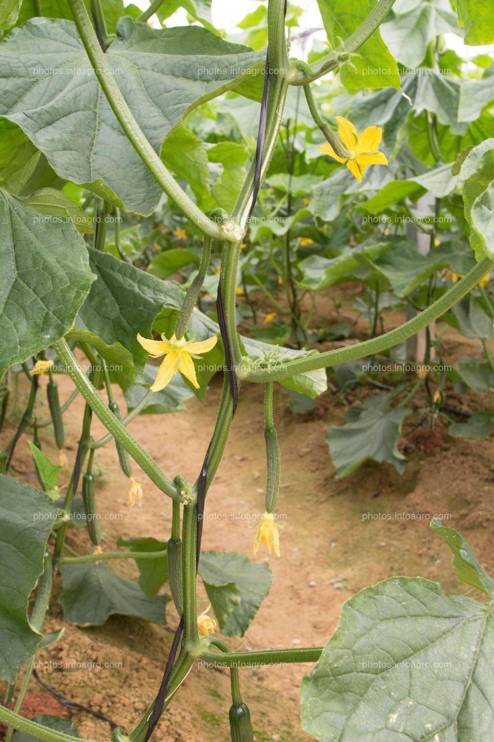 Flores de cucurbita pepo