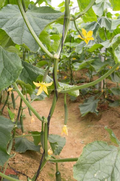 Flores de cucurbita pepo