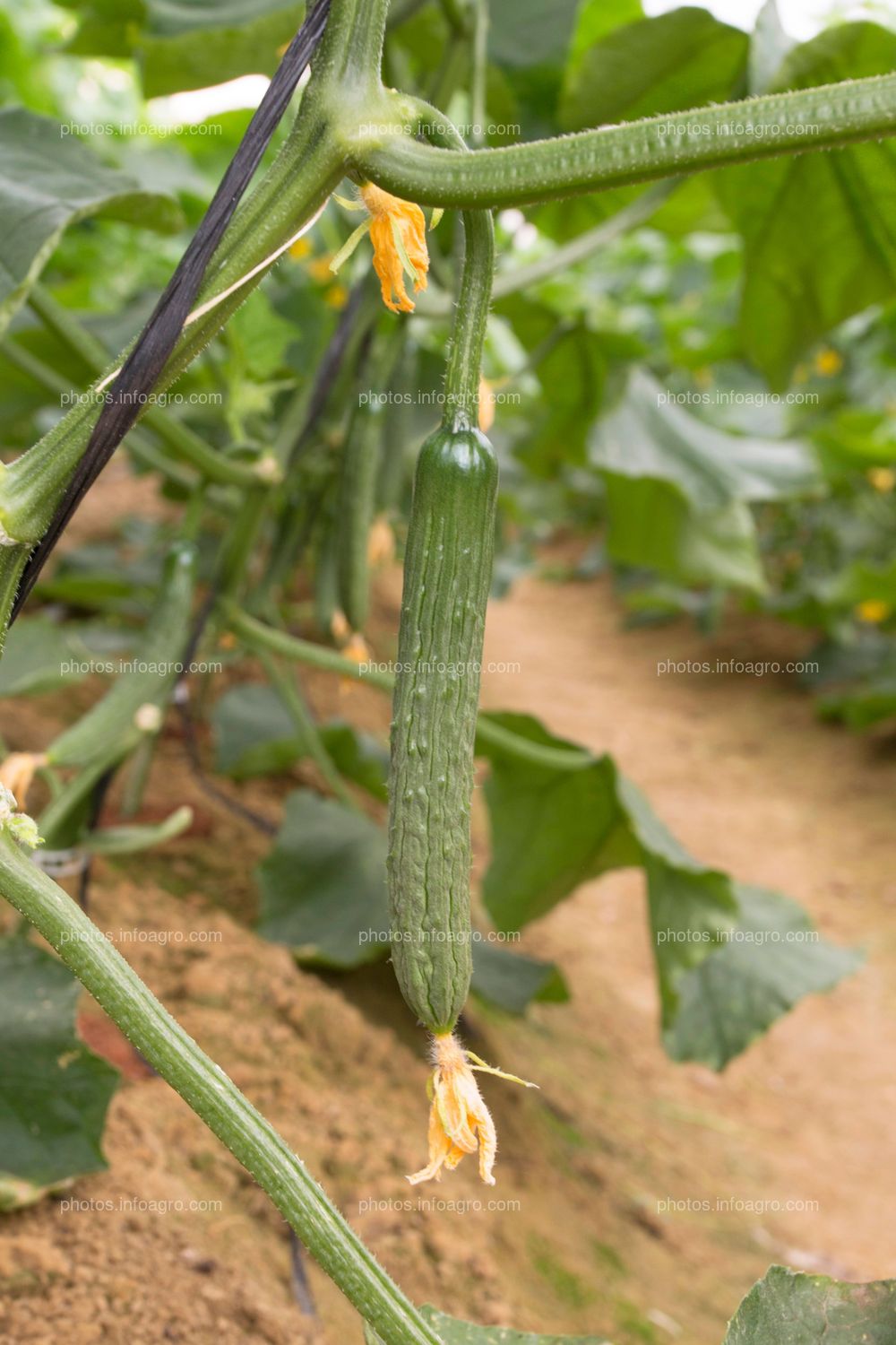 Fruto de calabacín