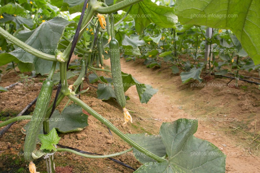 Hojas de calabacín