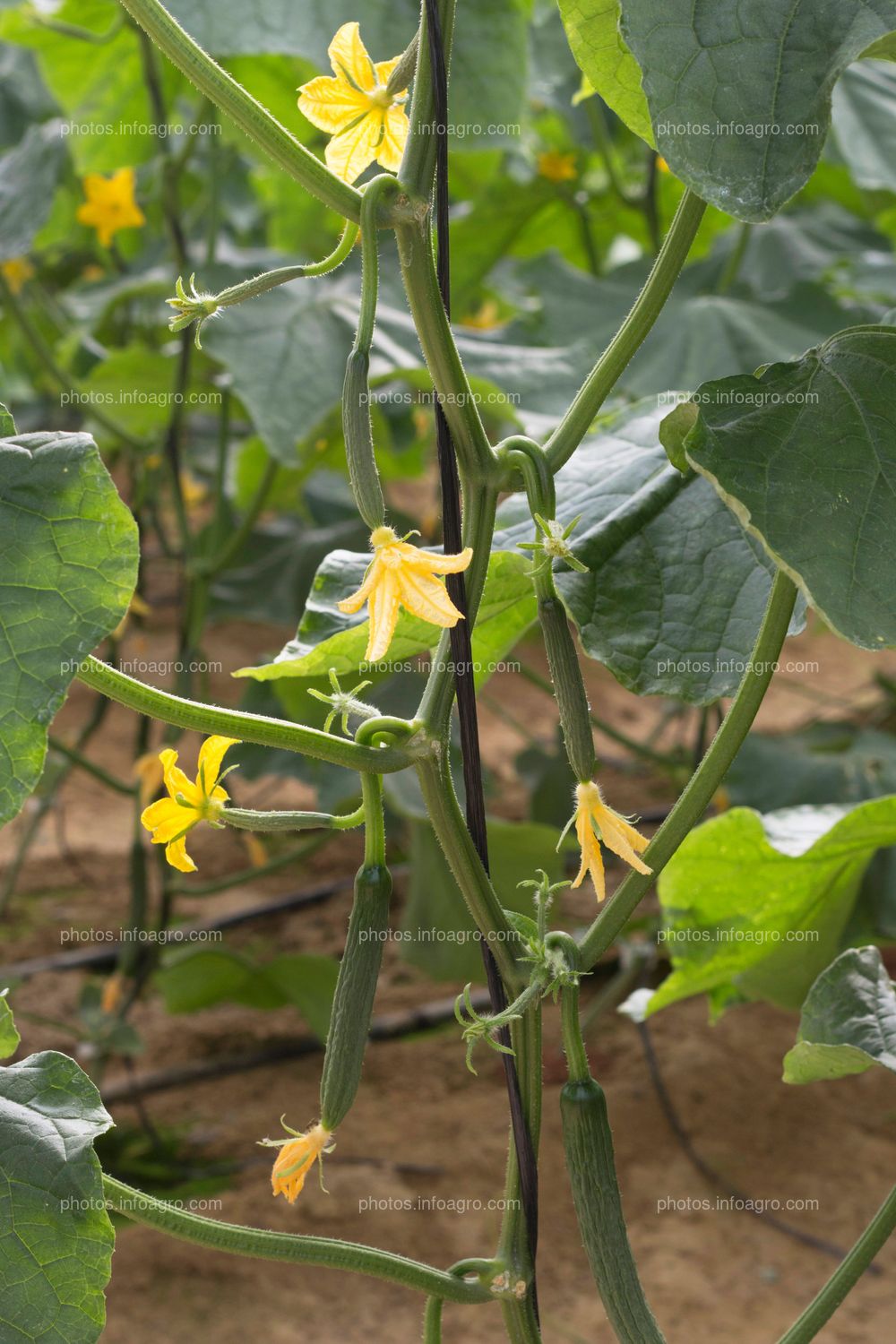 Flores de calabacín