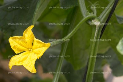 Flor de calabacín