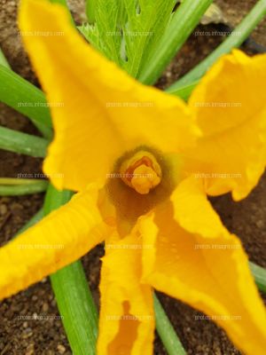 Apertura de flor de calabacín