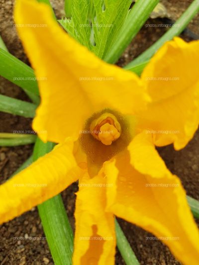 Apertura de flor de calabacín