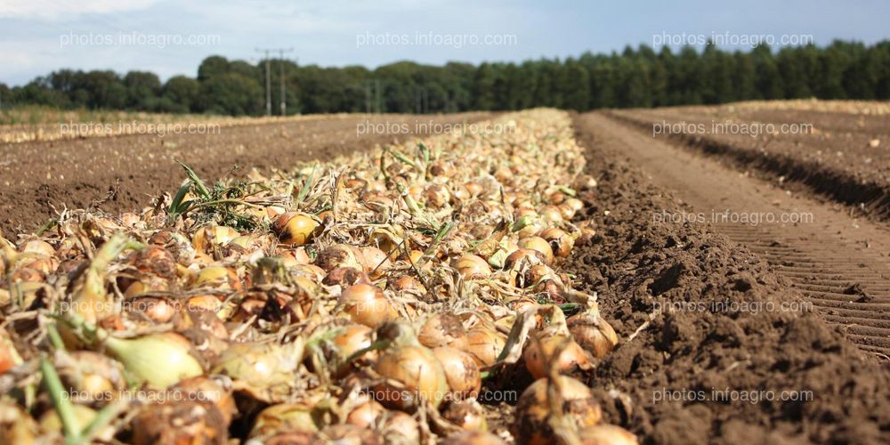 Campo de Allium cepa L.