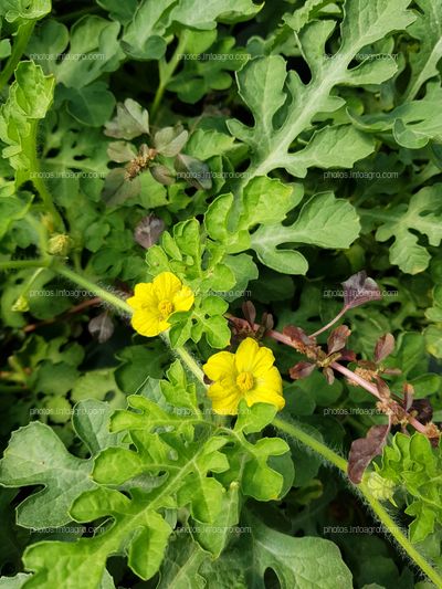 Flores de sandía