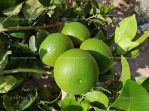 Frutos de pomelo