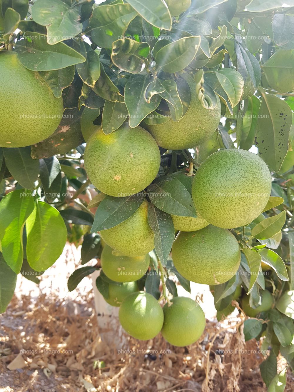 Racimo de pomelos