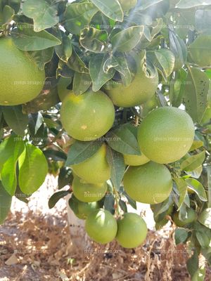 Racimo de pomelos