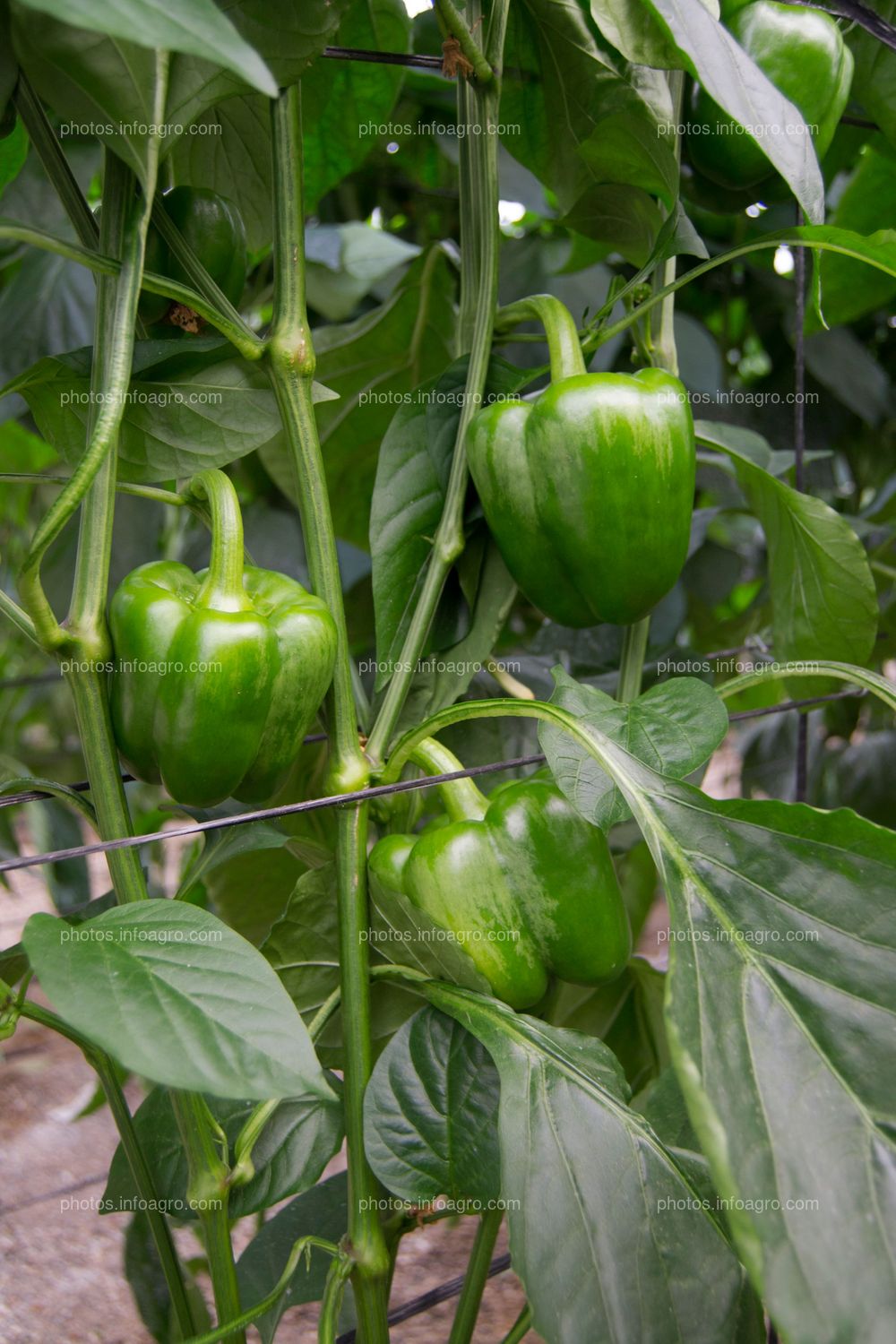 Frutos de pimiento