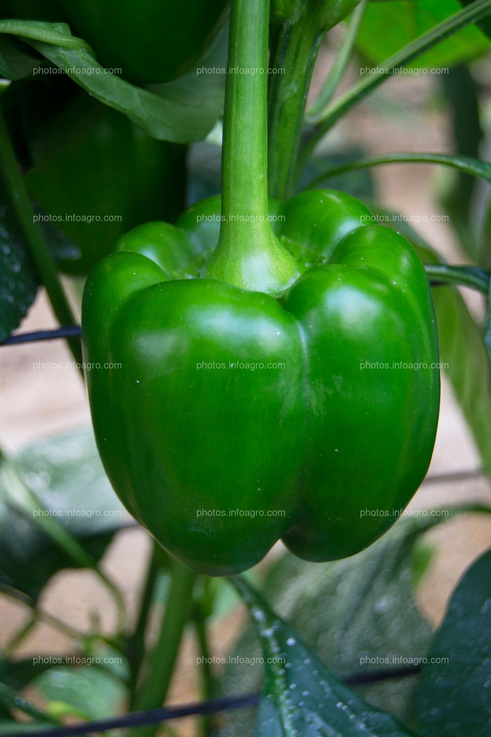 Pimiento verde
