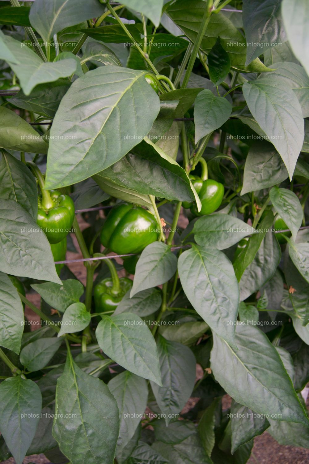 Frutos de pimiento en planta