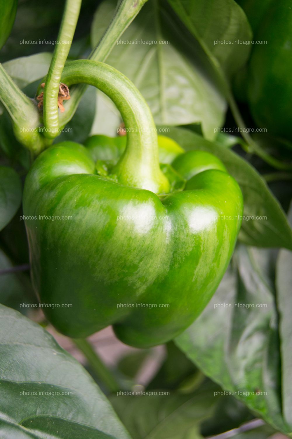 Pimiento bajo plástico