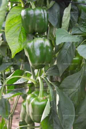 Pimiento bajo plástico