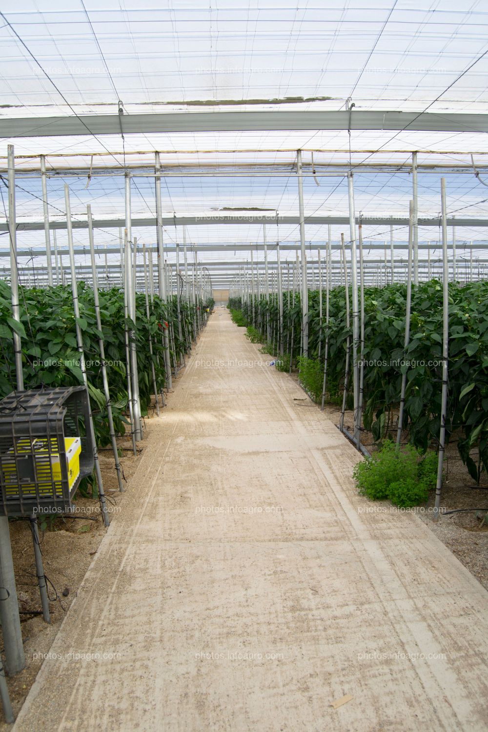 Pasillo con trampa cromática para cultivo de pimiento