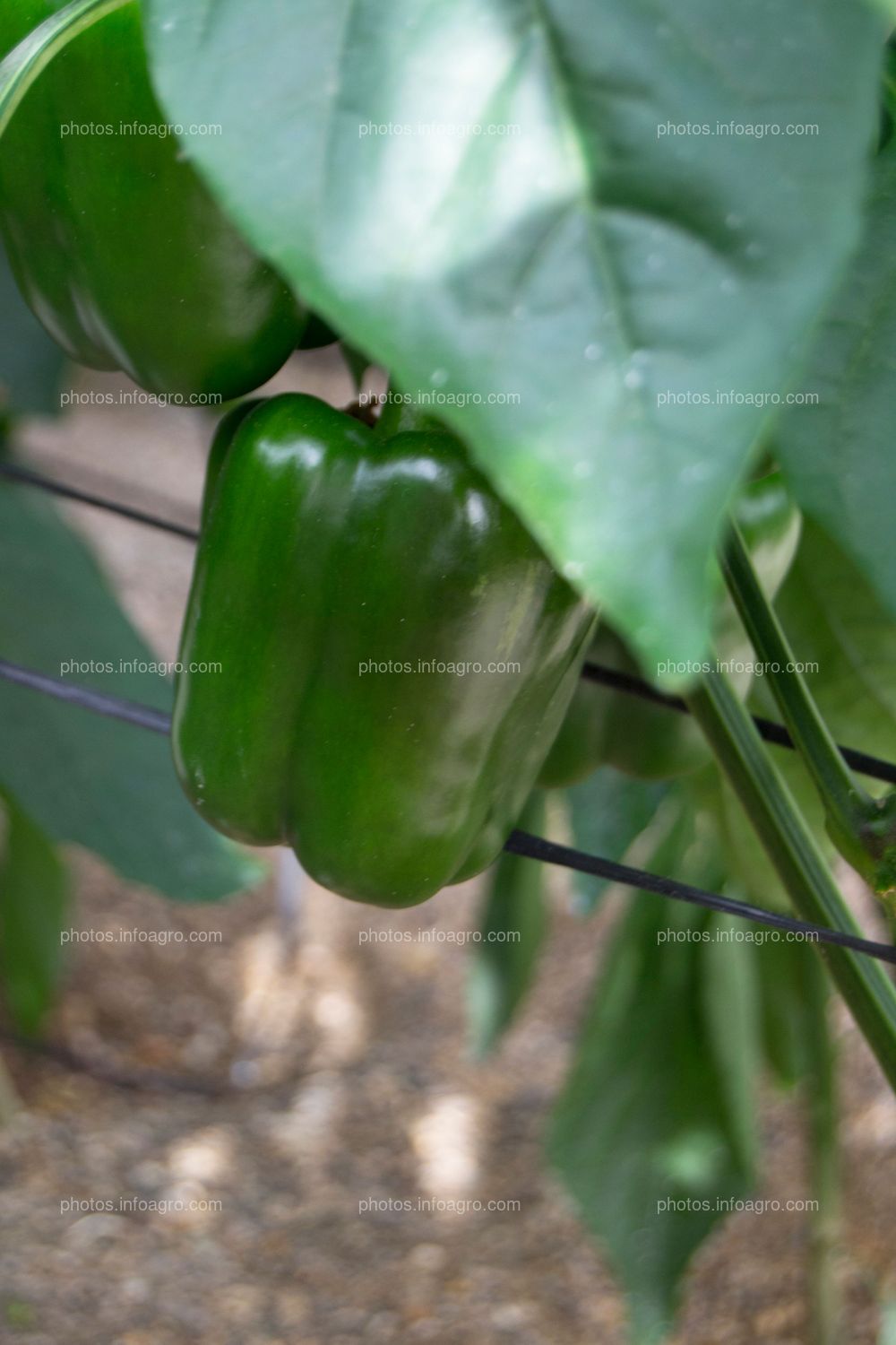 Entutorado de pimiento