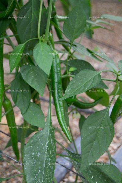 Maduración de fruto de chile