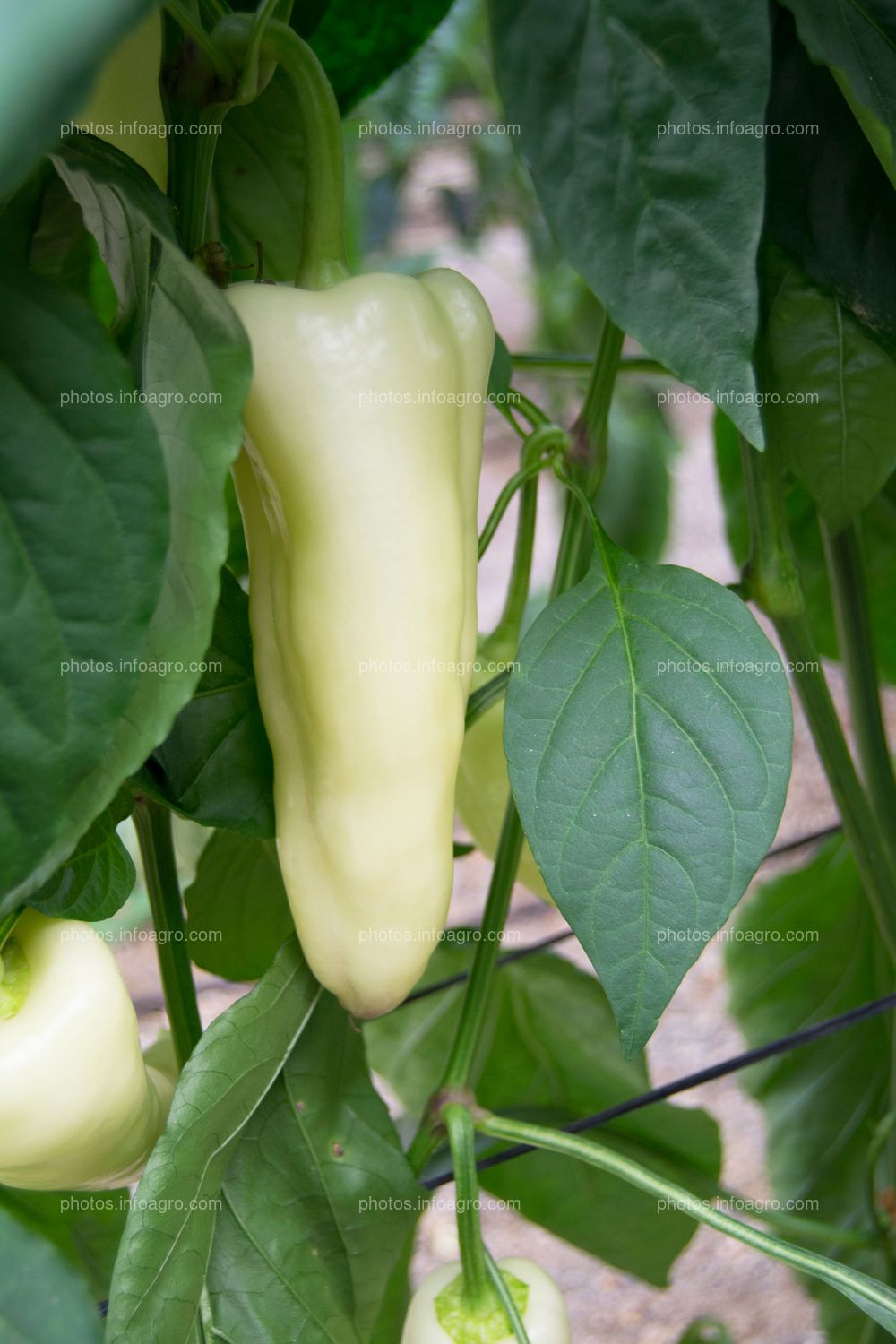 Desarrollo de fruto de pimiento