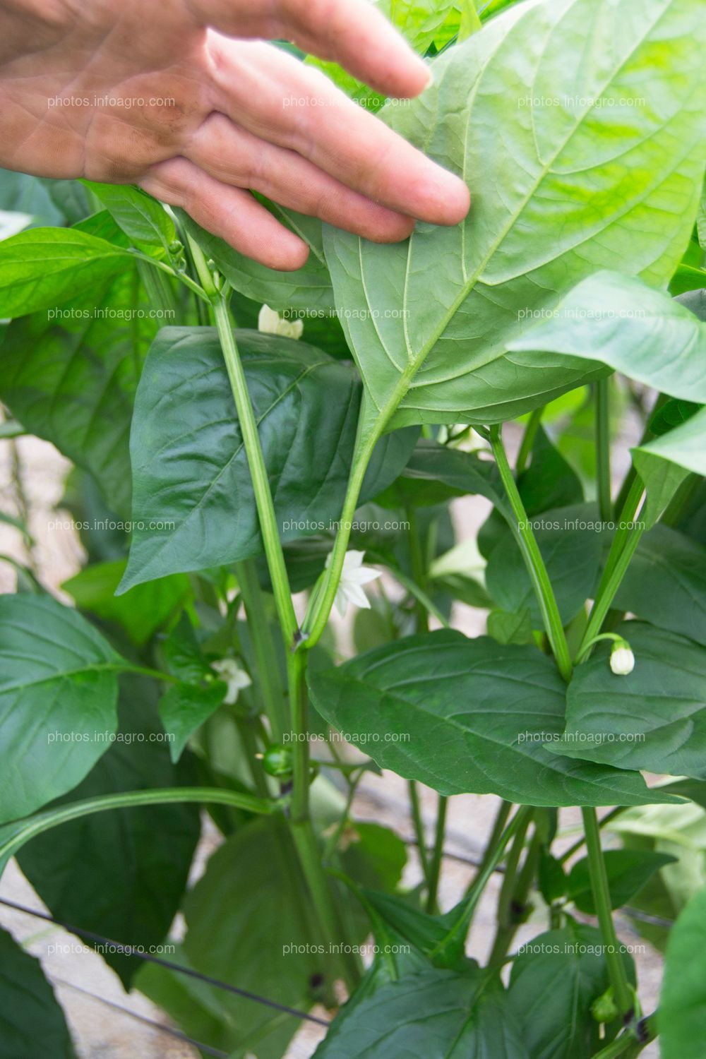 Observación de cultivo de pimiento